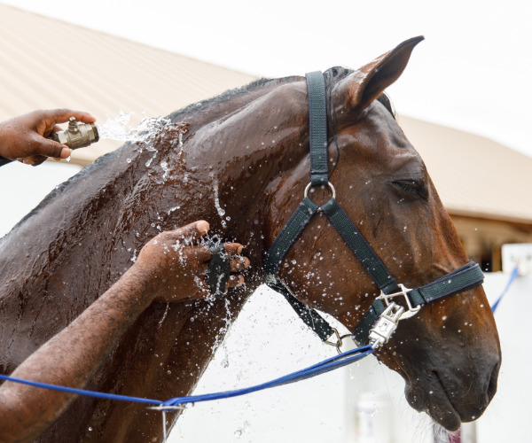 coup de chaleur cheval