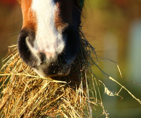 foin alimentation cheval