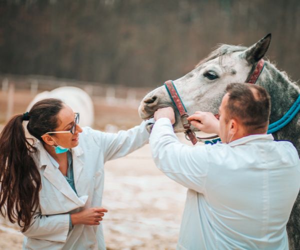 vermifuge cheval