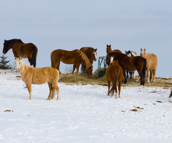 préparer son cheval à l'approche de l'hiver