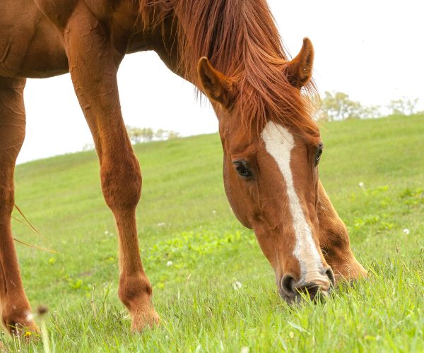 vermifuger cheval