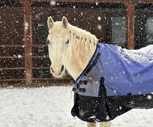 prendre soin de son cheval hiver