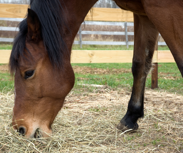 rôle foie cheval 