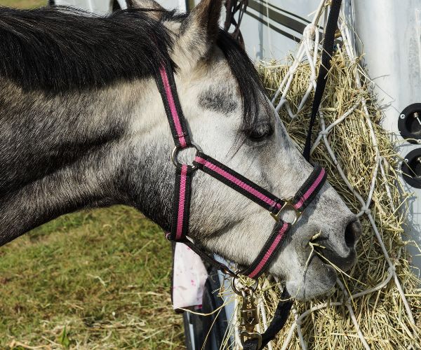 alimentation cheval competition