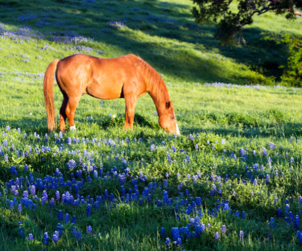 changement saison cheval