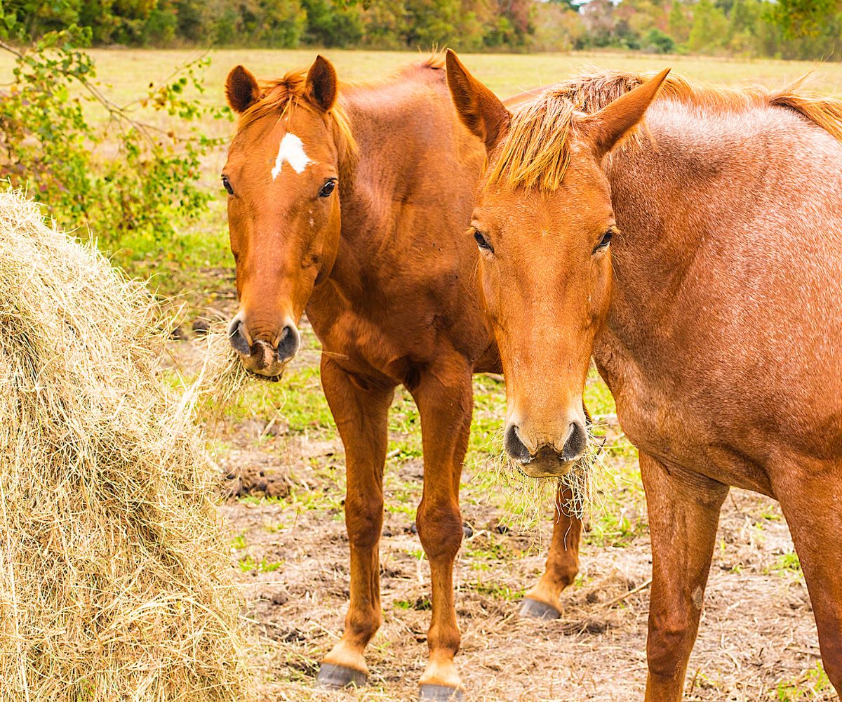 foin indispensable cheval