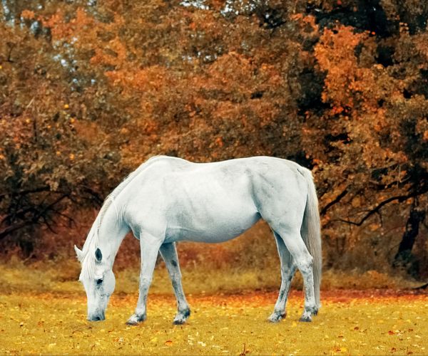 herbe automne cheval 
