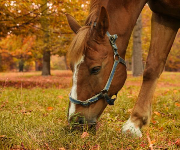 herbe automnale cheval 