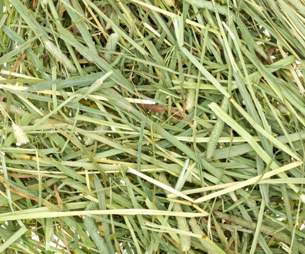 foin de prairie naturelle cheval 