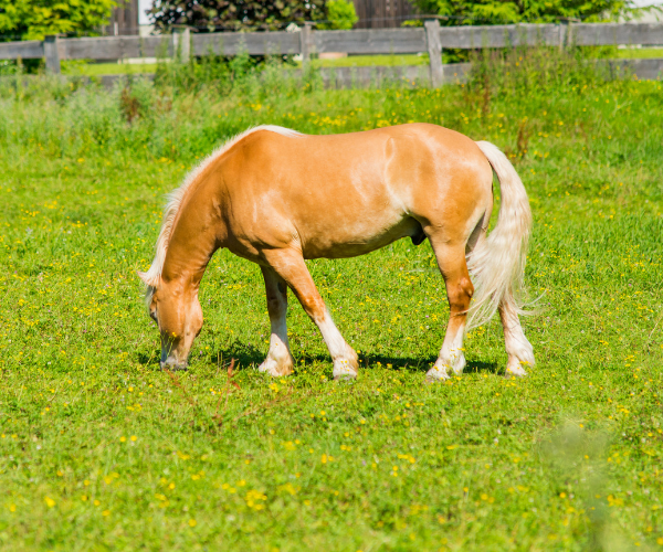 role foie cheval