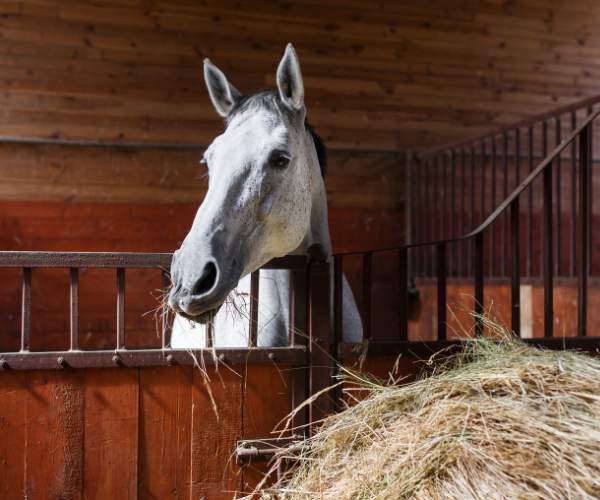 rôle foie cheval