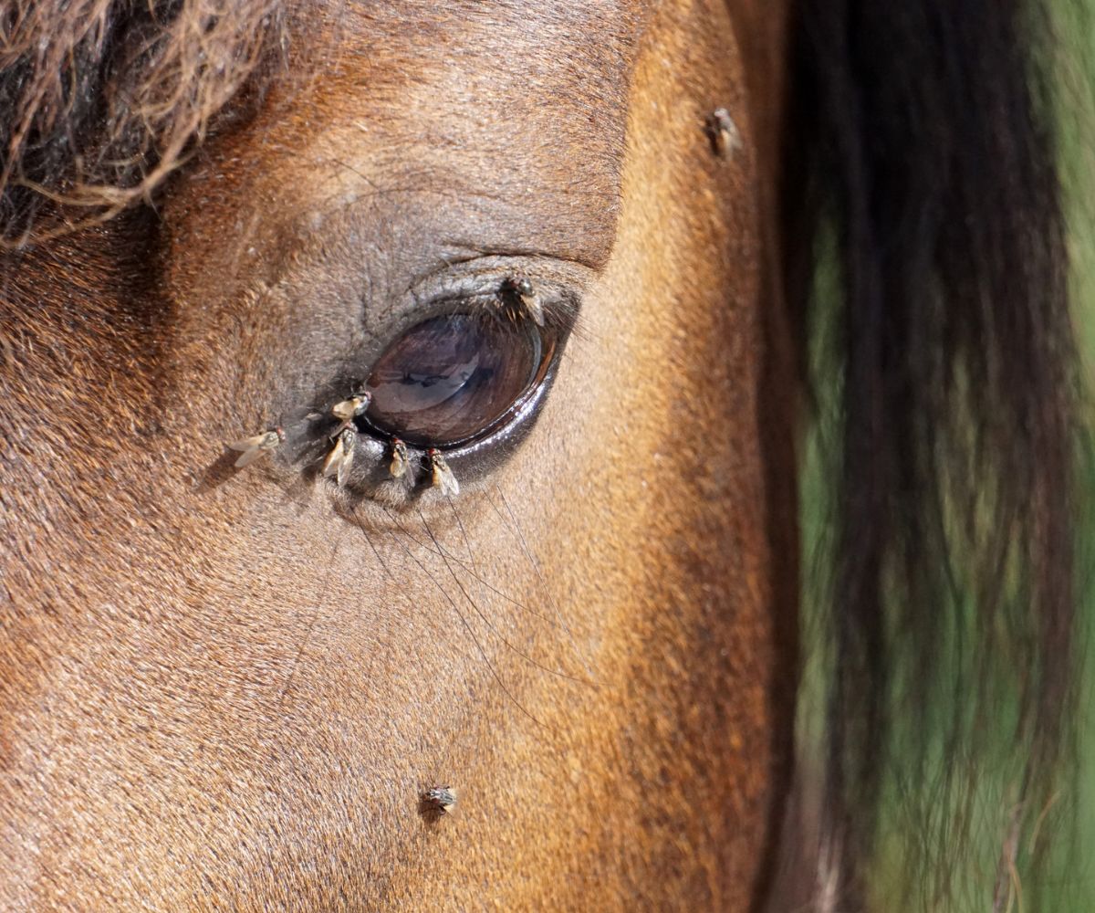 lutter mouche cheval