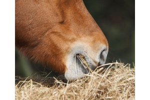 nourrir son cheval sans céréales