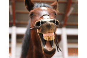 la bouche du cheval