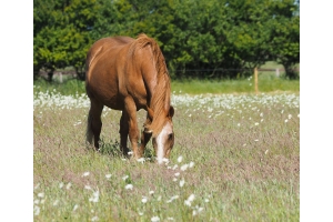 s'occuper d'un vieux cheval