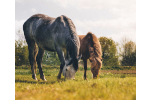 faire grossir un vieux cheval