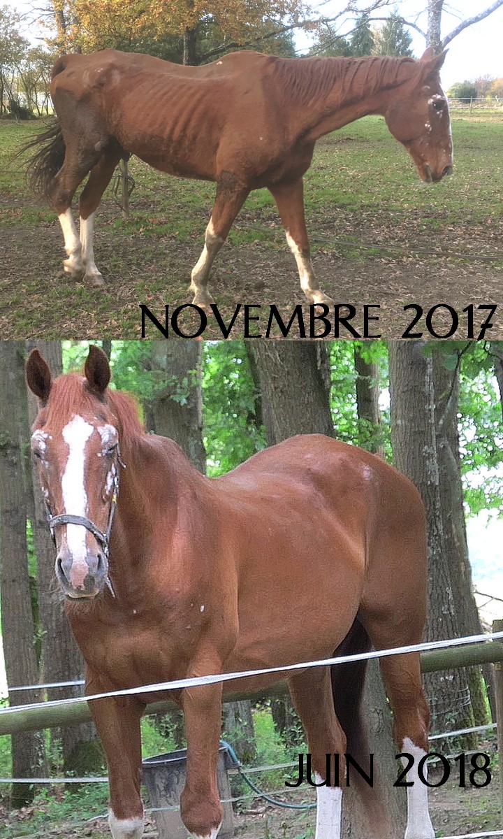 BIEN SOIGNER LES VIEUX CHEVAUX #2