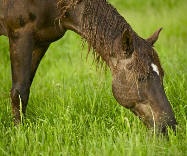 L'impact de l'alimentation sur le comportement des chevaux