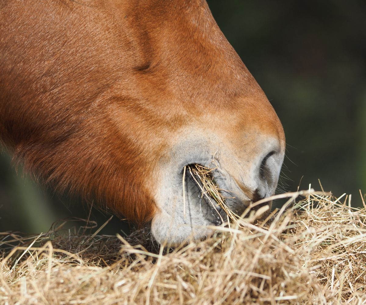 Nourrir son cheval sans céréales 