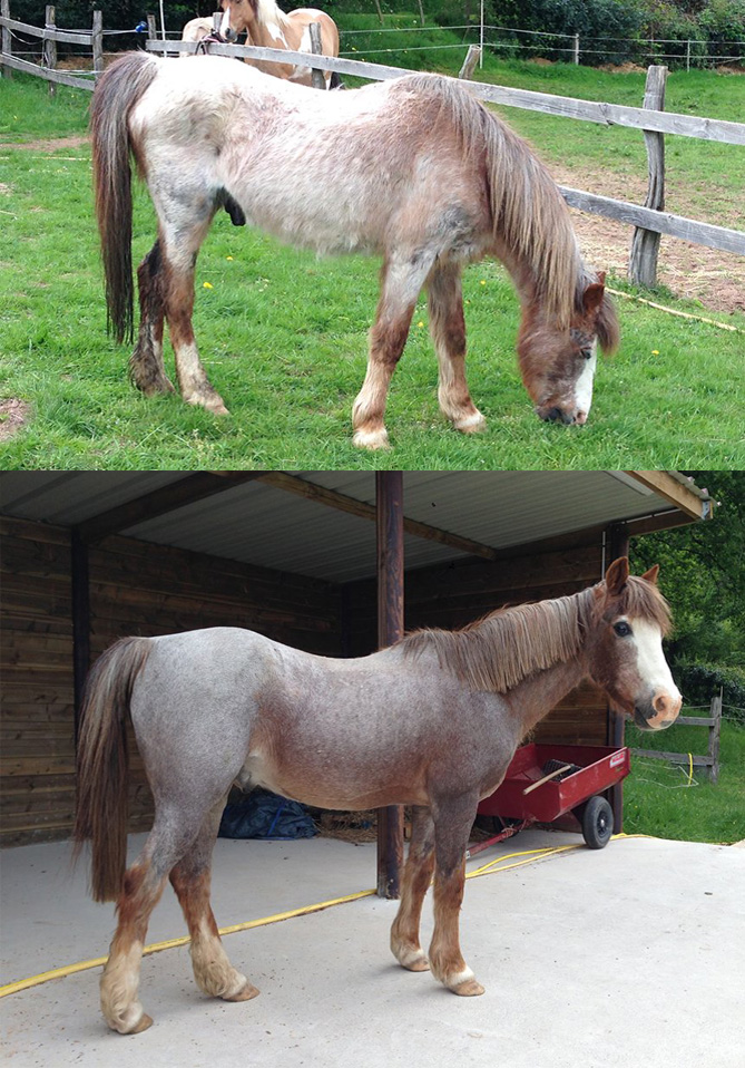 BIEN SOIGNER LES VIEUX CHEVAUX