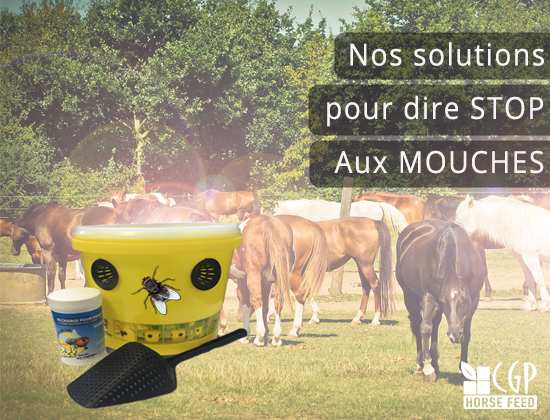 lutter contre les mouches des chevaux