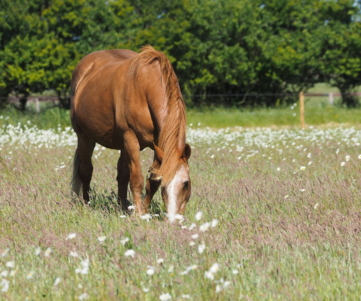 s'occuper d'un vieux cheval