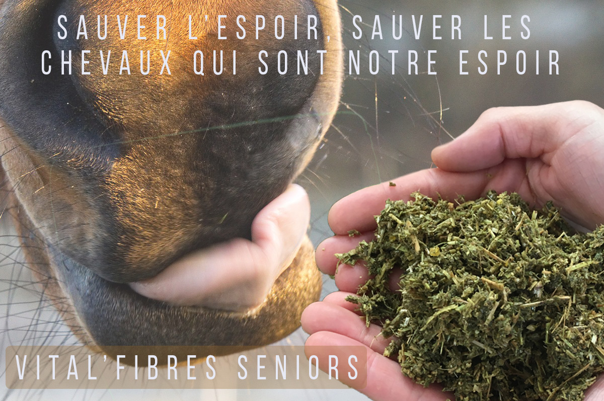 Bien soigner les vieux chevaux