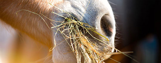 Alimentation cheval