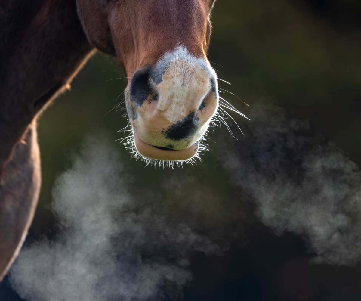 comment nourrir un cheval emphysémateux