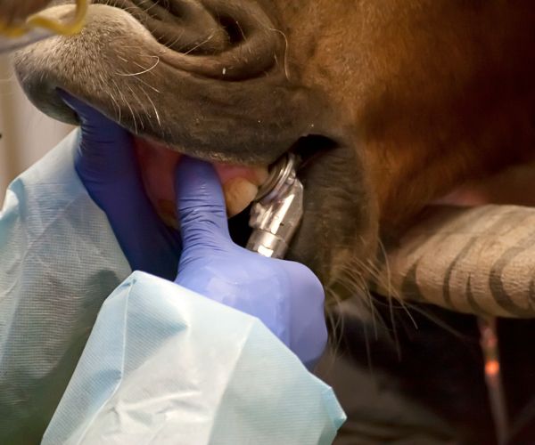 pathologies dentaires cheval