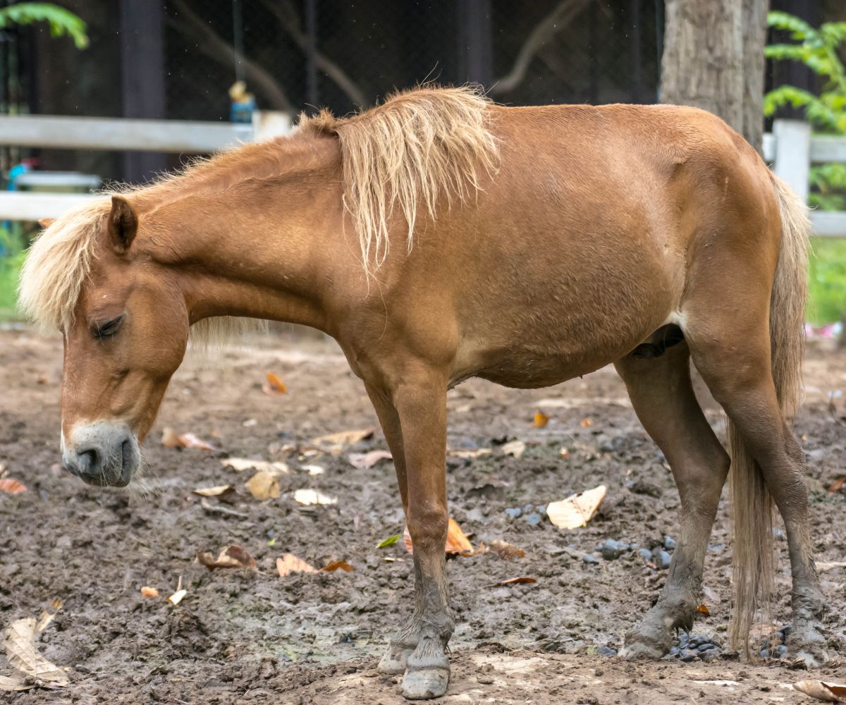 diarrhee cheval