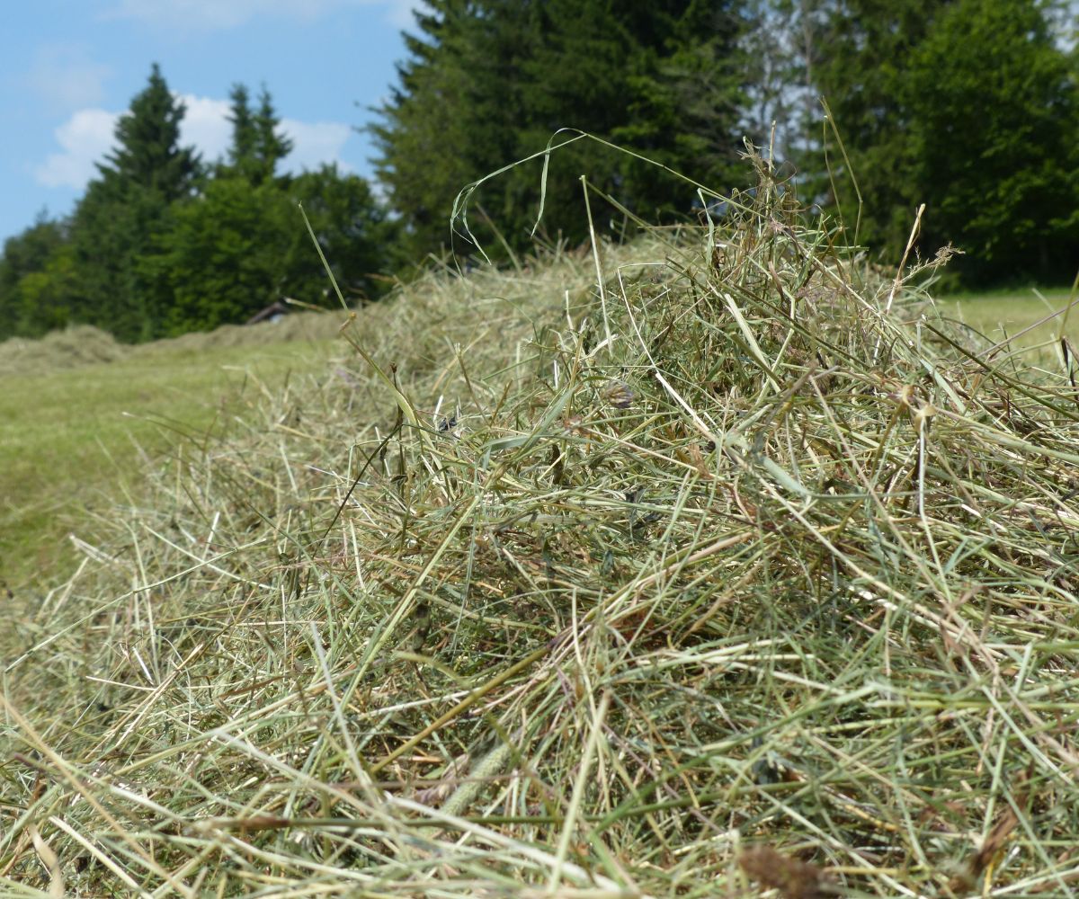 Foin, paille : quelle différence ?